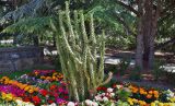 Austrocylindropuntia subulata. Вегетирующее растение в окружении садовых цветов на фоне Cedrus libani. Крым, Судак, парк на территории гостиницы, клумба, в культуре. 20.06.2017.