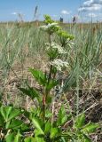 Ligusticum scoticum