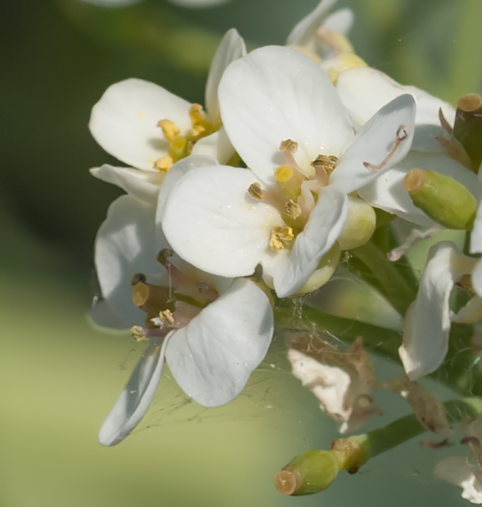 Изображение особи Crambe maritima.