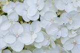 Hydrangea arborescens. Цветки ('Annabelle'). Кировская обл., г. Киров, Ботанический сад Вятского государственного университета, в культуре. 31.07.2018.