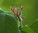 Juglans mandshurica