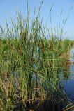 Typha angustifolia