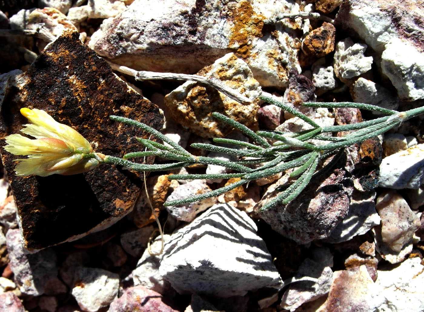 Изображение особи Limonium chrysocomum.