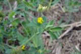 Medicago minima