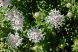 Pimelea ciliata