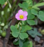 Oxalis purpurascens