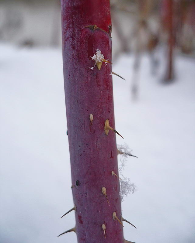 Изображение особи Rosa glabrifolia.