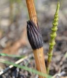 Equisetum arvense