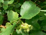 Corylus heterophylla