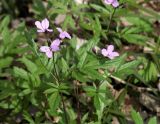 Cardamine quinquefolia