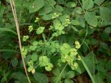 Euphorbia borealis