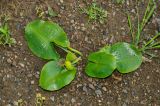 Nuphar lutea