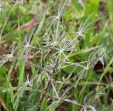 Lupinus angustifolius. Верхушка вегетирующего растения. Израиль, окр. г. Кирьят-Оно, закустаренный луг на старой залежи. 26.01.2022.