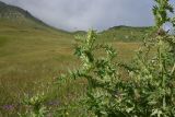 Cirsium pugnax