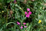 Lathyrus tuberosus