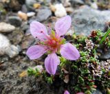 Saxifraga oppositifolia. Цветок и побеги. Коми, Интинский р-н, нац. парк \"Югыд Ва\", Приполярный Урал, бассейн р. Пелингичей, долина руч. Южный. 17.07.2010.