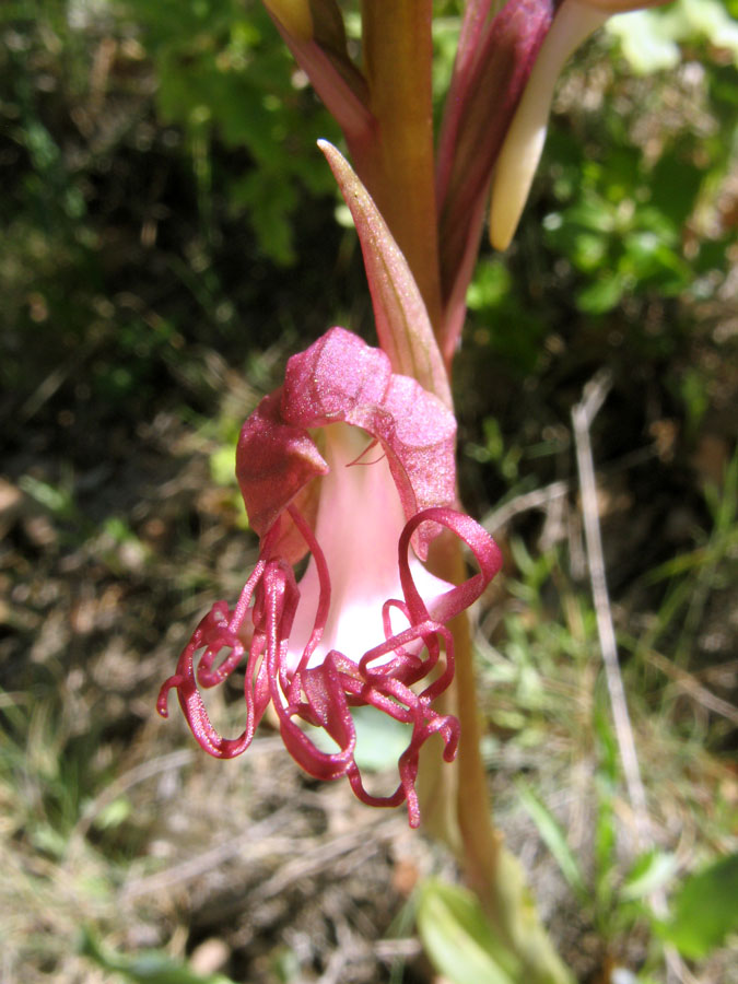 Изображение особи Himantoglossum comperianum.