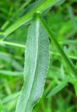 Achillea cartilaginea. Лист; видны характерные желёзки. Чувашия, Моргаушский р-н, у дороги к дер. Шомиково, канава с водой. 12.07.2011.