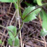 Draba nemorosa