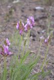 Oxytropis myriophylla