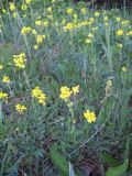 Erysimum cuspidatum. Цветущие растения. Крым, гора Северная Демерджи. 2 июня 2012 г.