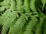 Athyrium yokoscense. Часть вайи с сорусами (вид снизу). Приморский край, Находкинский городской округ, окр. пос. Врангель, в дубняке. 06.07.2012.