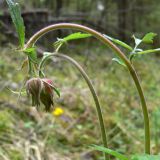 Geum rivale