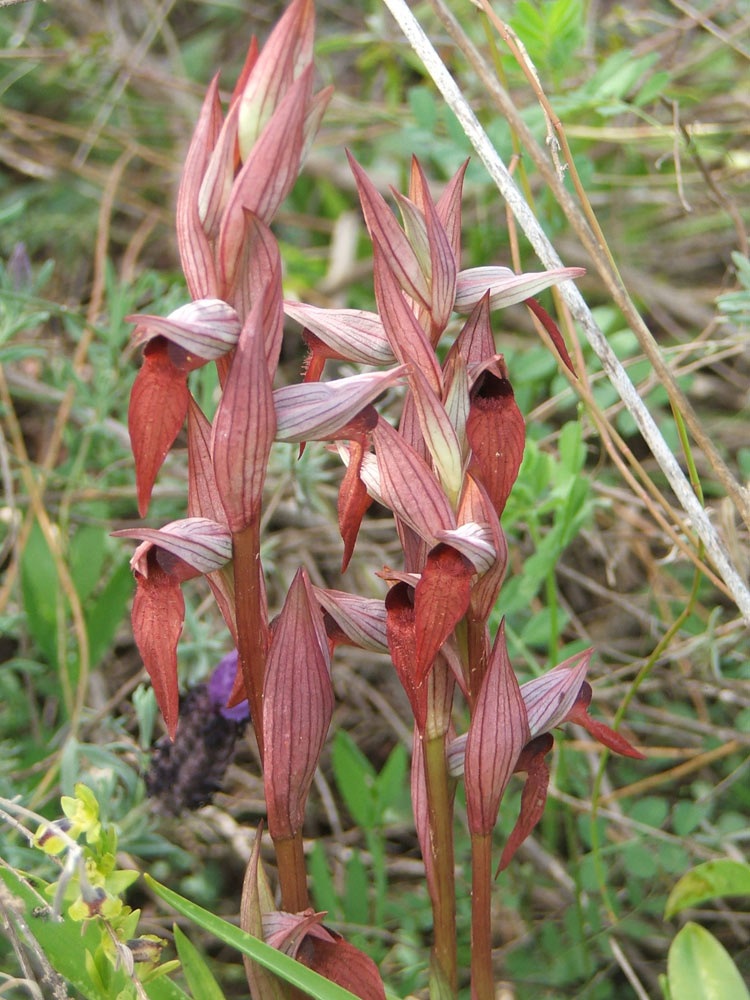 Изображение особи Serapias orientalis ssp. levantina.