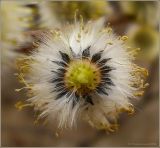 Salix acutifolia