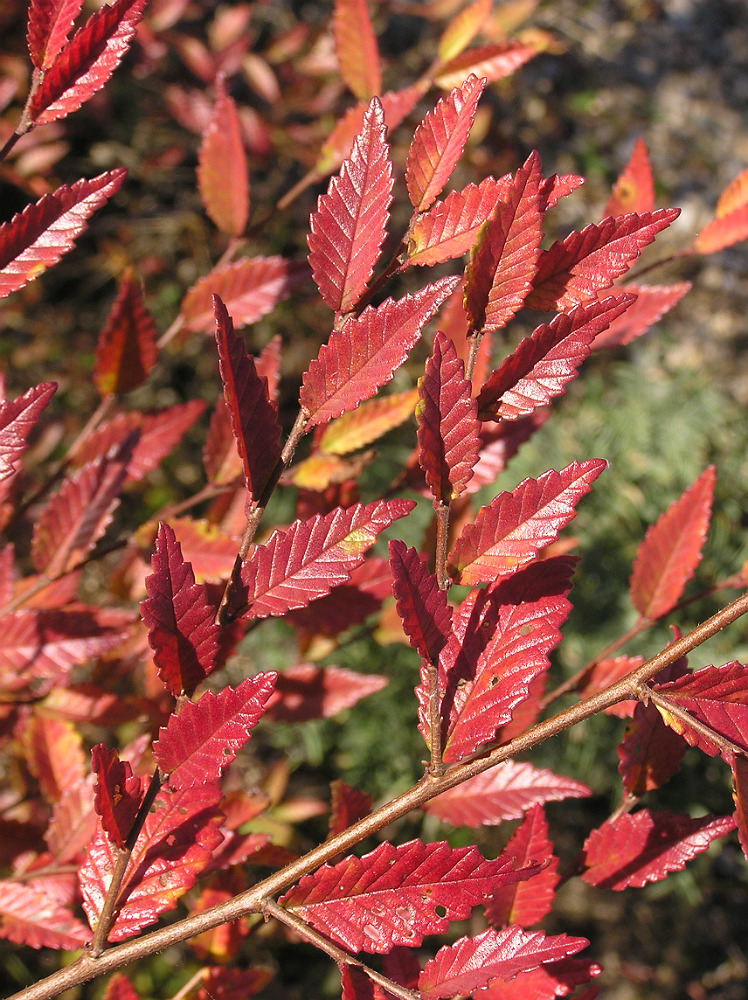 Изображение особи Ulmus pumila.