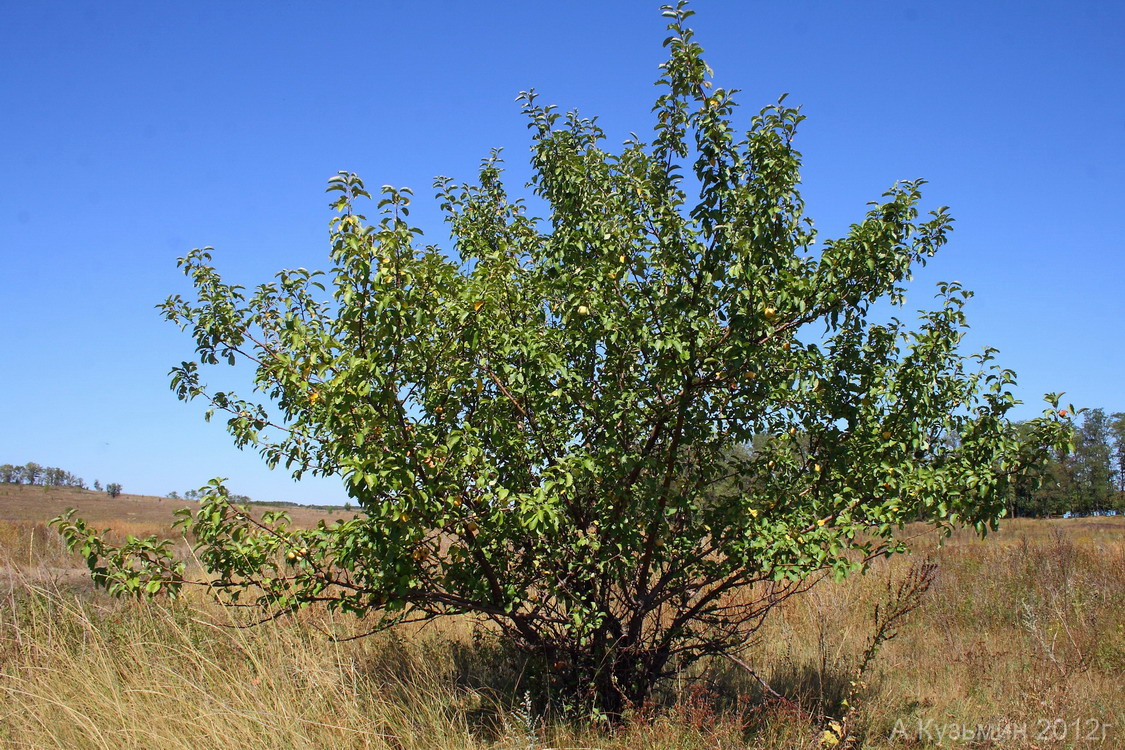 Яблоня лесная (Malus sylvestris)