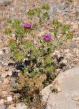 Cousinia libanotica. Цветущее растение. Israel, Mount Hermon. 09.07.2011.