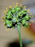 Hedera helix