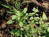 Amaranthus albus