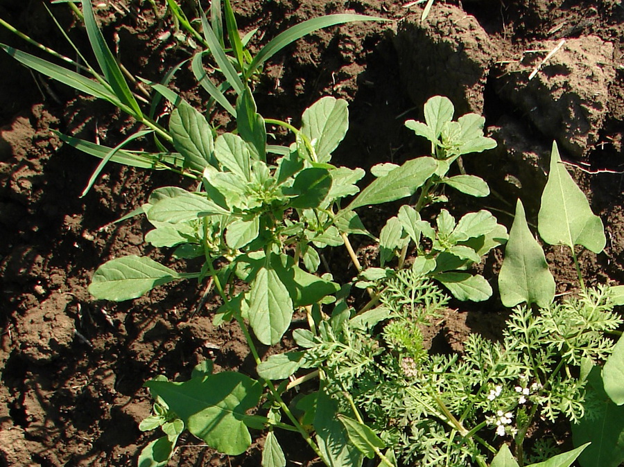 Изображение особи Amaranthus albus.