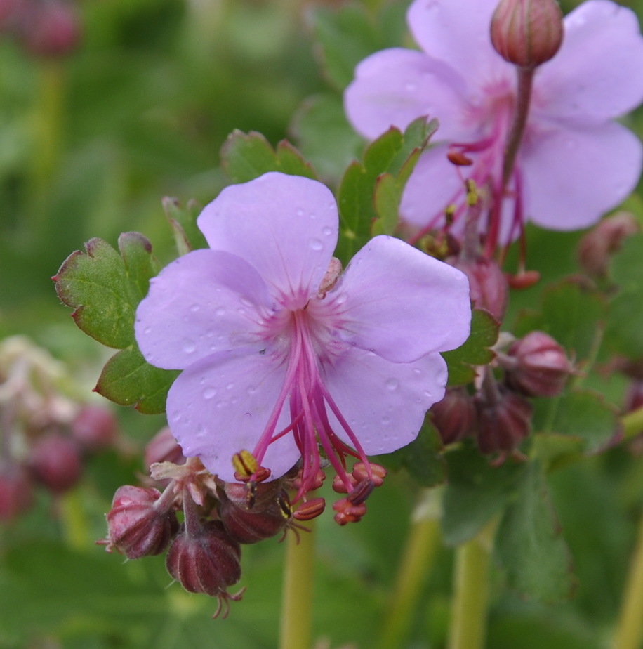 Изображение особи Geranium macrorrhizum.