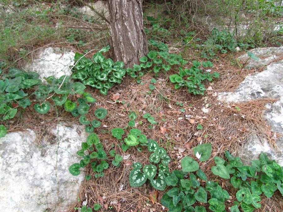 Изображение особи Cyclamen persicum.