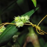 Cuscuta campestris