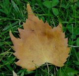 Tilia mongolica