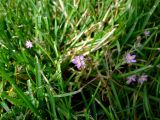 Spergularia rubra