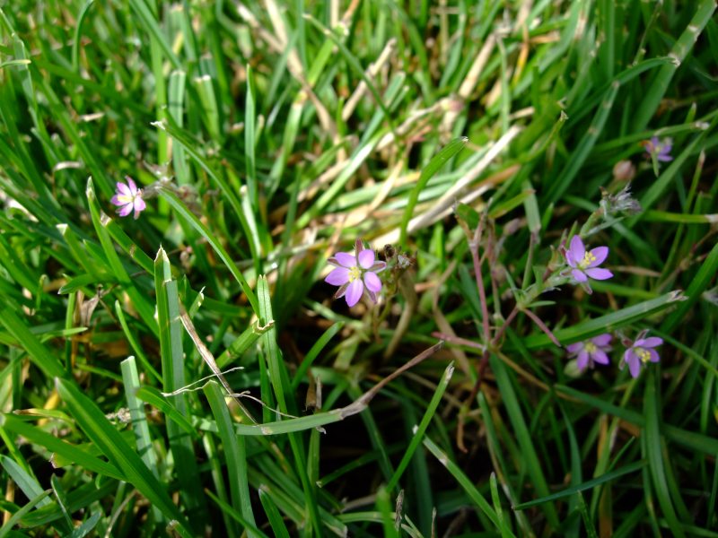 Изображение особи Spergularia rubra.