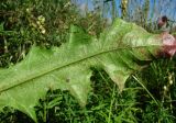 Taraxacum officinale