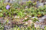 Geranium sylvaticum. Цветущее растение в лишайниково-кустарничковой тундре. Кольский п-ов, Кандалакшский берег Белого моря. 24.06.2015.