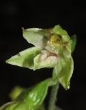 Epipactis leptochila. Цветок. Крым, Байдарская долина, окр. с. Родниковское, дубово-грабинниковый лес. 16 июля 2015 г.