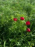 Paeonia biebersteiniana