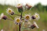 Erigeron acris. Верхушка цветущего растения. Новгородская обл., Боровичский р-н, западнее г. Боровичи, на вырубке. 20.06.2015.