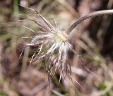 Pulsatilla campanella. Соплодие. Кыргызстан, Нарынская обл., левый берег р. Нарын, склон долины руч. Ирису. 12.06.2015.