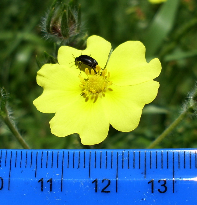 Изображение особи Potentilla pedata.