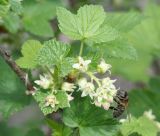 Ribes nigrum