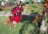 Erythrina crista-galli